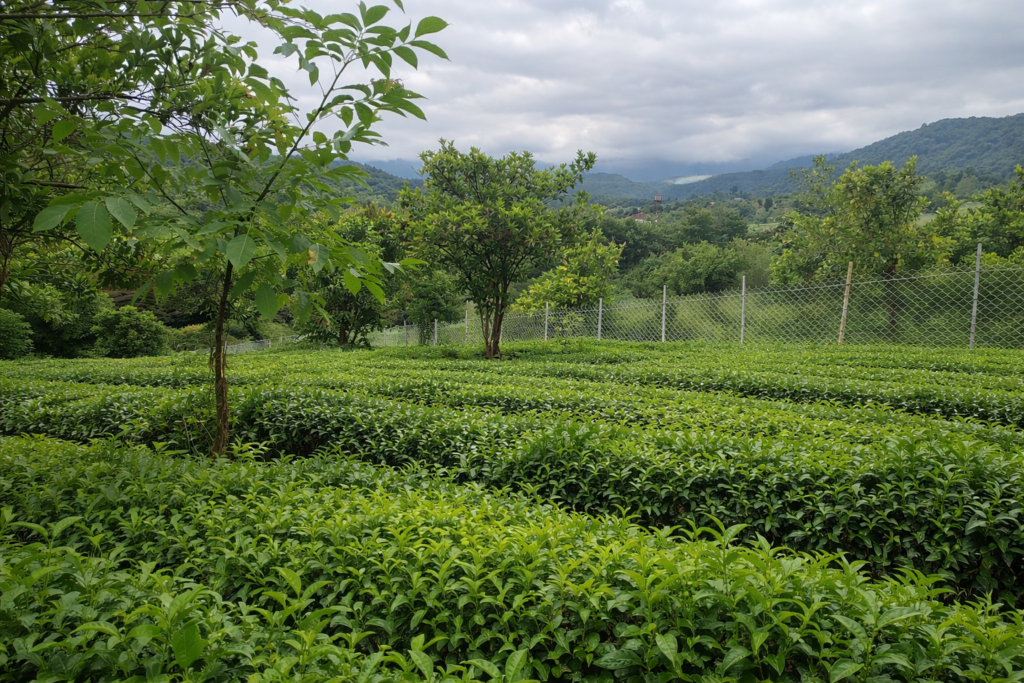 chatgpt image dec 17, 2025, 12 57 27 am