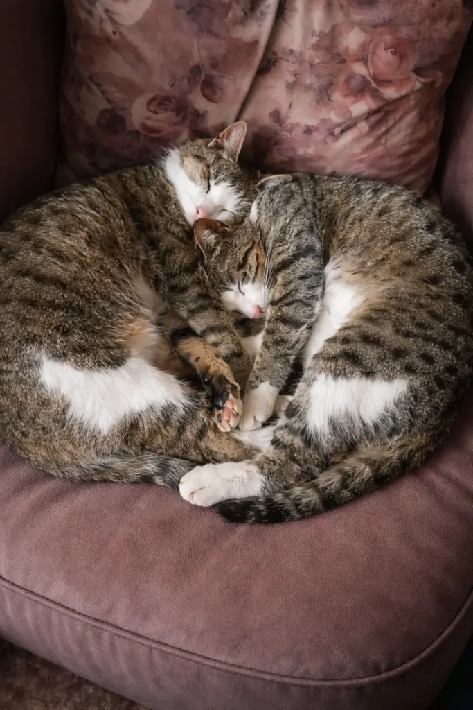 chatgpt image dec 17 2025 12 47 35 am