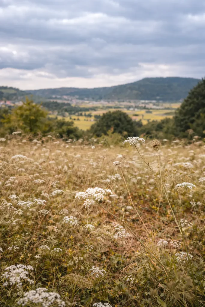 chatgpt image dec 17 2025 12 48 51 am